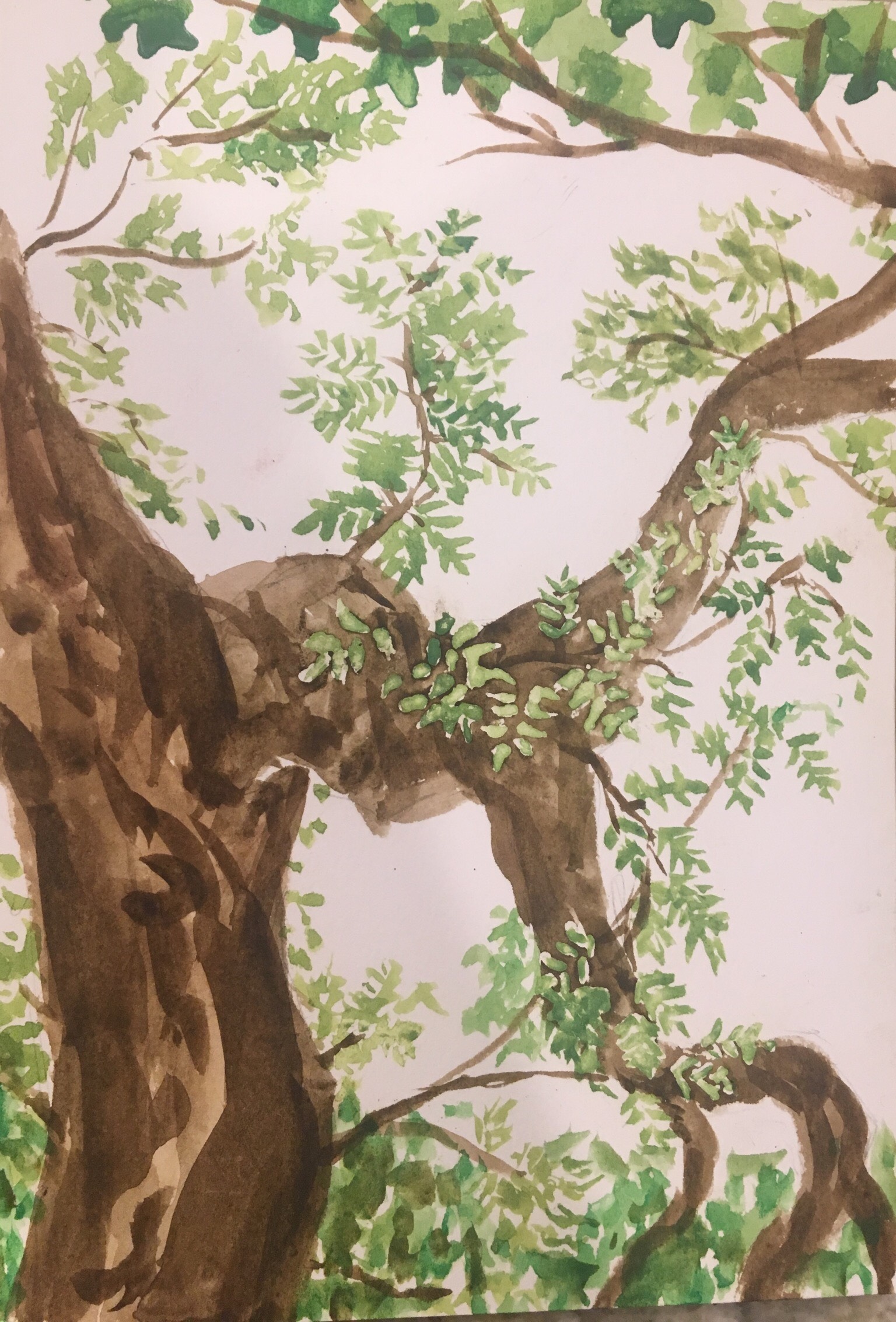Watercolor looking up into the branches of a large tree, painted in browns and greens.